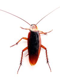 it's a ROACH